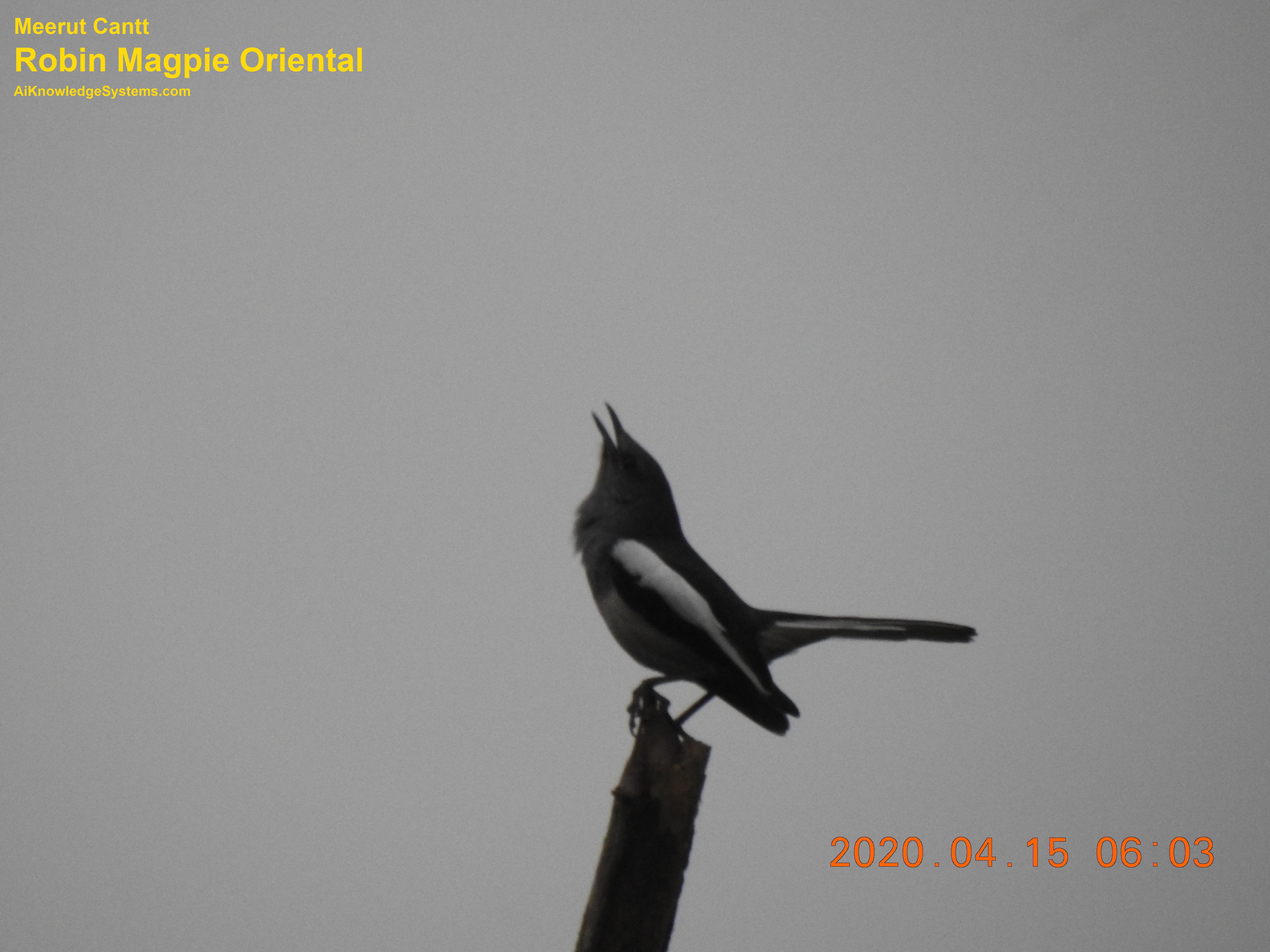 Magpie Robin (125) Coming Soon